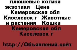  плюшевые котикиc- экзотики › Цена ­ 3 500 - Кемеровская обл., Киселевск г. Животные и растения » Кошки   . Кемеровская обл.,Киселевск г.